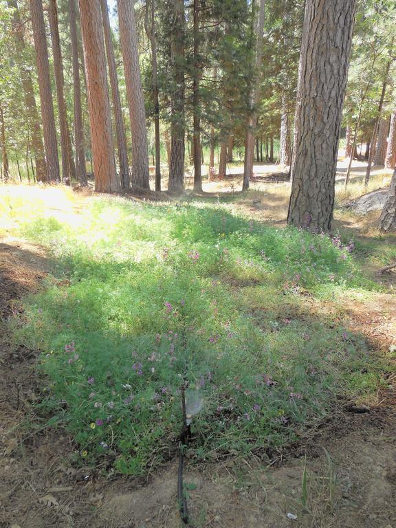 Bed & Breakfast Yosemite Paradise 3*