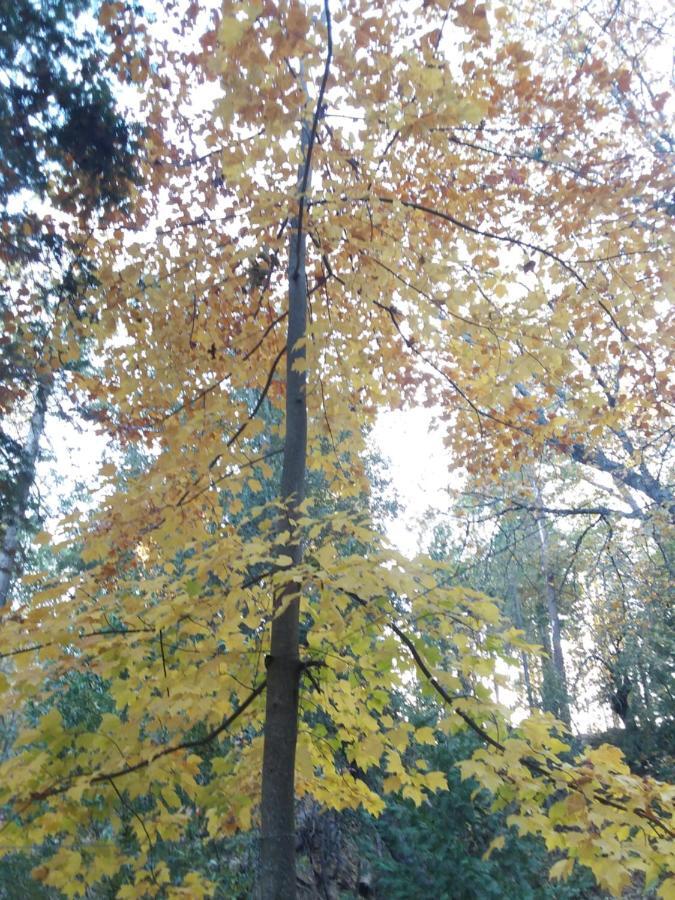 Yosemite Paradise Coulterville